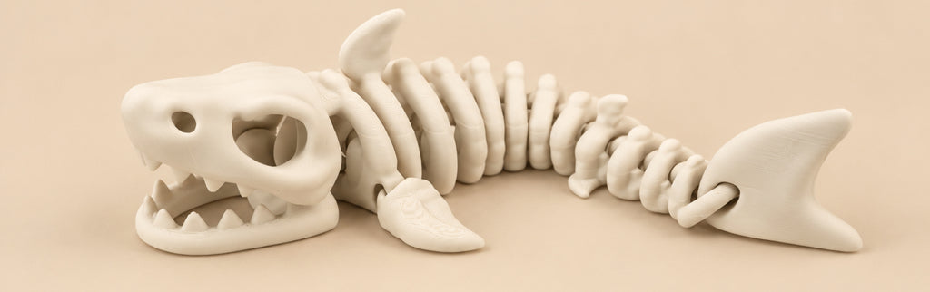 Articulated Shark Skeleton