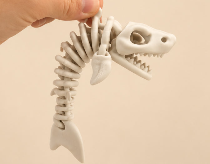 Articulated Shark Skeleton