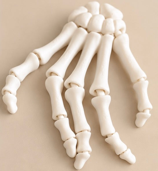 Articulated Skeleton Hand